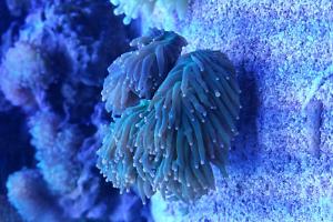 Euphyllia glabrescens Thumbnail