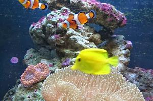 Mi acuario Thumbnail