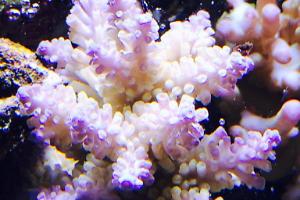 Acropora Coral Thumbnail
