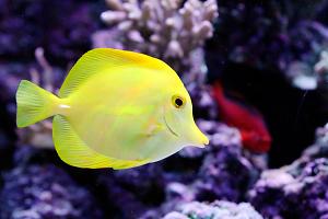 Yellow Tang Thumbnail