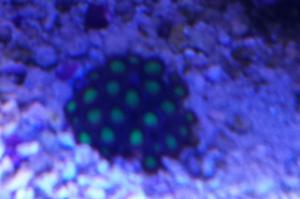 Green Zoanthid Thumbnail