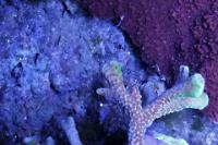 Green Monti Thumbnail