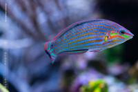 Melanurus Wrasse