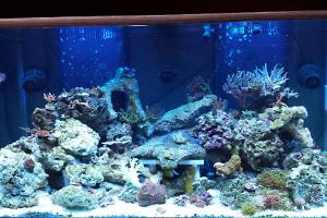 120 Reeftastic Thumbnail