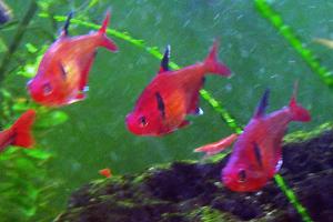 Serpae Tetra