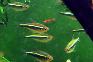 Black Neon Tetra
