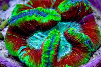 Trachyphyllia Thumbnail