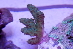 Frogskin Acropora Coral Thumbnail