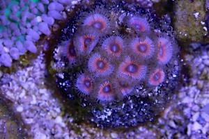 Zoanthid Thumbnail