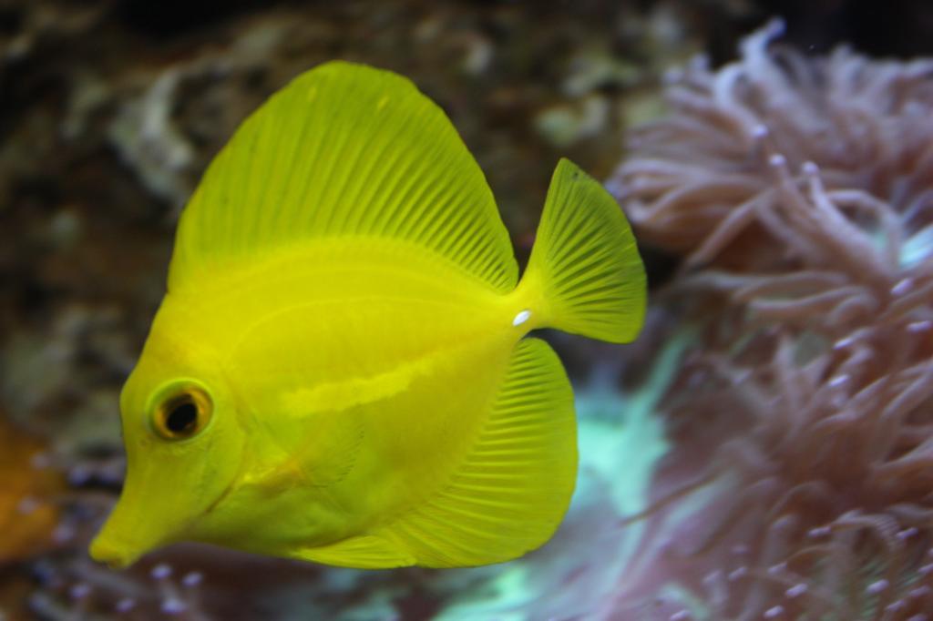 Scopas Tang / Zebrasoma scopas 375