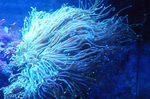 Green Torch Coral Thumbnail