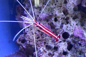 Cleaner Shrimp Thumbnail