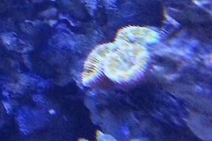 Red Acan Brain Coral Thumbnail