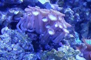 Pink Zoas Thumbnail