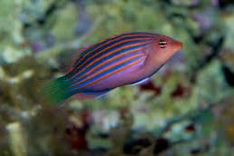 Six Line Wrasse Thumbnail