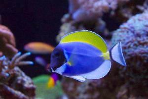 Powder Blue Tang