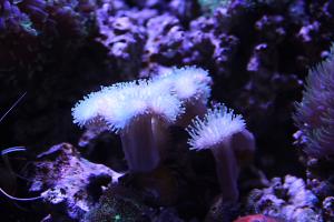 Tan Toadstool Leather Coral Thumbnail