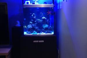 Osaka Saltwater Thumbnail