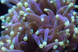 Torch Coral Thumbnail