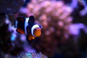 Clownfish
