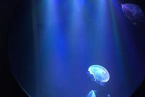 JellyFlap Thumbnail
