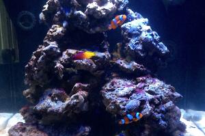 AquaMedic Cubicus Thumbnail