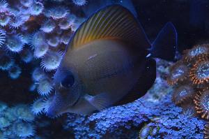 Scopas Tang Thumbnail