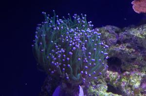 Torch Coral Thumbnail