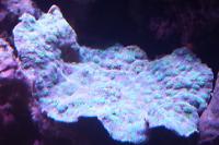 Chalice Hedgehog Coral Thumbnail