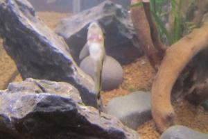 Otocinclus Catfish Thumbnail