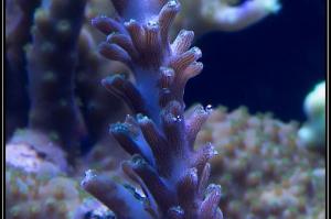 ORA Stuber Staghorn Thumbnail