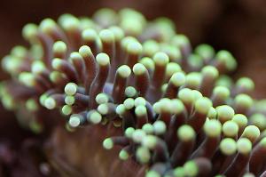 Torch Coral Thumbnail
