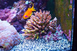 Purple Bushy Acropora Coral Thumbnail
