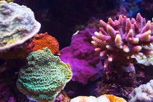 Purple montipora Thumbnail