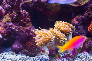 Torch Coral Thumbnail