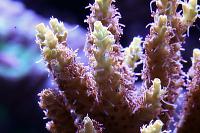 Pink Lemonade Acro Thumbnail