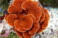 Montipora Capricornis Orange Thumbnail