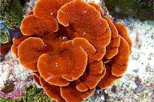 Montipora Capricornis Orange Thumbnail