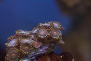 Assorted Zoas Thumbnail