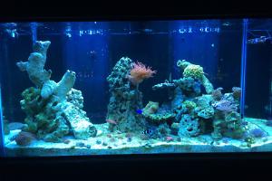 Koller's Reef  Thumbnail