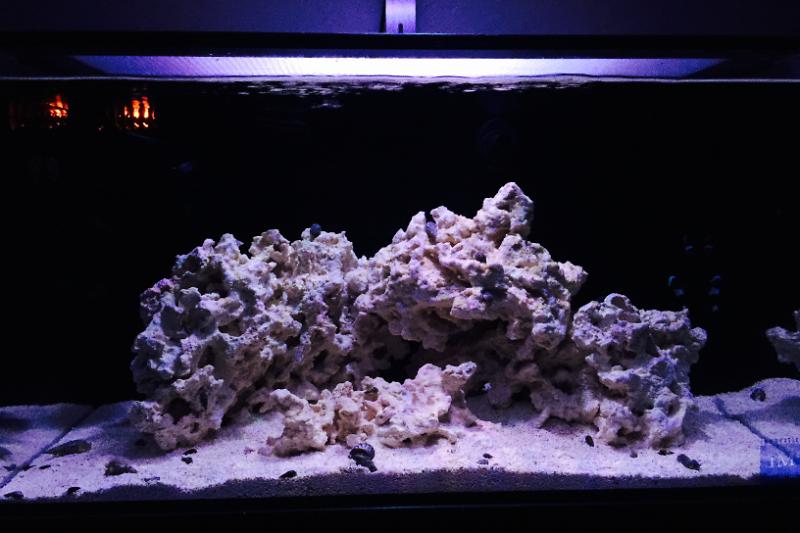 Onnie's Nano Reef Thumbnail