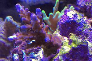 Acropora Coral Thumbnail