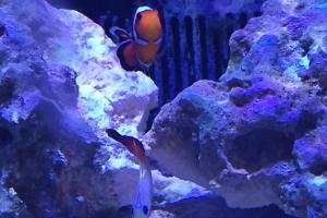Firefish Thumbnail
