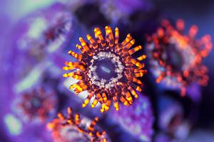 Utter Chaos Zoa Thumbnail