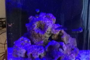 bio reef Thumbnail
