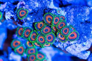 Watermelon Zoas Thumbnail