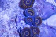 Purple Hornet Zoas Thumbnail