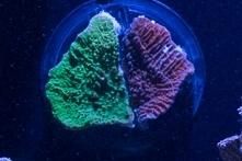 Red Plate Montipora Thumbnail