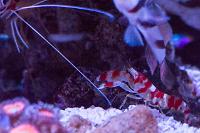 Candy Stripe Pistol Shrimp Thumbnail