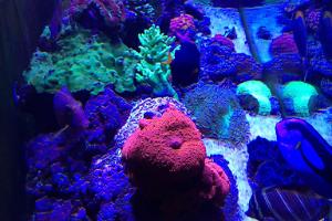 Marine Tank Thumbnail